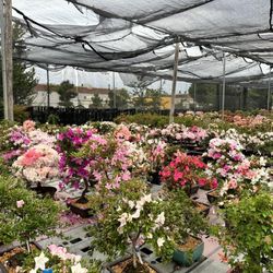 Maruyama Bonsai Nursery - Almost missed the Azalea bloom at Maruyama's but caught the tail end!  Must visit during spring!!