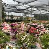 Maruyama Bonsai Nursery gift card