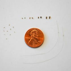 MD Lice Control 