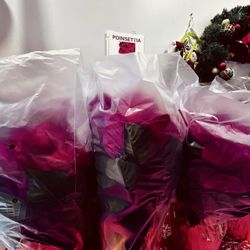 Germania Hall - Poinsettia $12 2/$20