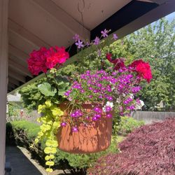 Chapman's Greenhouse