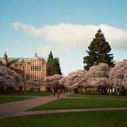 Panda Lab - University of Washington Cherry Blossoms