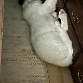 Kat's Doggie Styles - So fluffy smelling good and tuckered out! - Pet Training Near Me - Shelbyville, Kentucky Kat's Doggie Styles - So fluffy smelling good and tuckered out! - Pet Training Near Me - Shelbyville, Kentucky