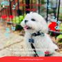 Photo of Healthy Dog Chicago