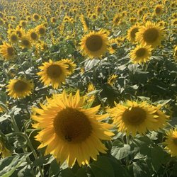 Planted Earth Hydroponics - Suns