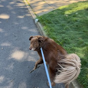 Keenan Canine Care - Walk time!! - Pet Boarding Near Me - Hawthorne, New Jersey Keenan Canine Care - Walk time!! - Pet Boarding Near Me - Hawthorne, New Jersey