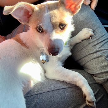 Hollywood Feed - Nacho says hi! - Pet Stores Near Me - Fort Myers, Florida