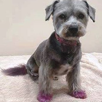 Quiet Groomer - Storm looks pretty in pink - Pet Groomers Near Me - Acton, Ontario