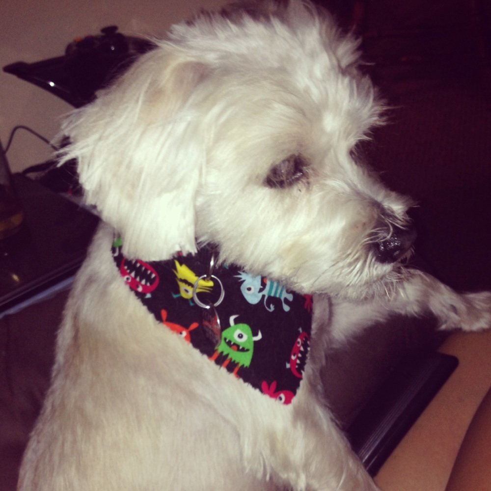 K9 Loft - And Luke got a bandana! - Pet Groomers Near Me - Sherman Oaks, California K9 Loft - And Luke got a bandana! - Pet Groomers Near Me - Sherman Oaks, California