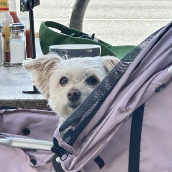 Blueys Mar Vista - Cutest dog across from us looking my way! - Breakfast & Brunch Near Me - Los Angeles, California Blueys Mar Vista - Cutest dog across from us looking my way! - Breakfast & Brunch Near Me - Los Angeles, California