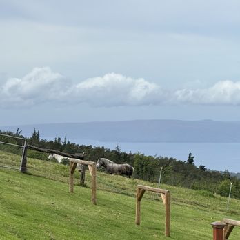 Moku Roots - Surrounded by farm and horses and alpacas - Vegan Near Me - Kula, Hawaii