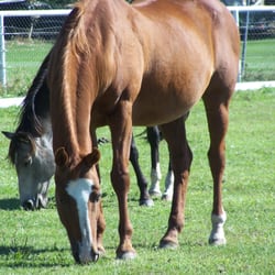 Kayscreek Veterinary Clinic - Therapeutic shoeing from Dr. Hill transformed my beautiful pasture ornament back into my riding partner.