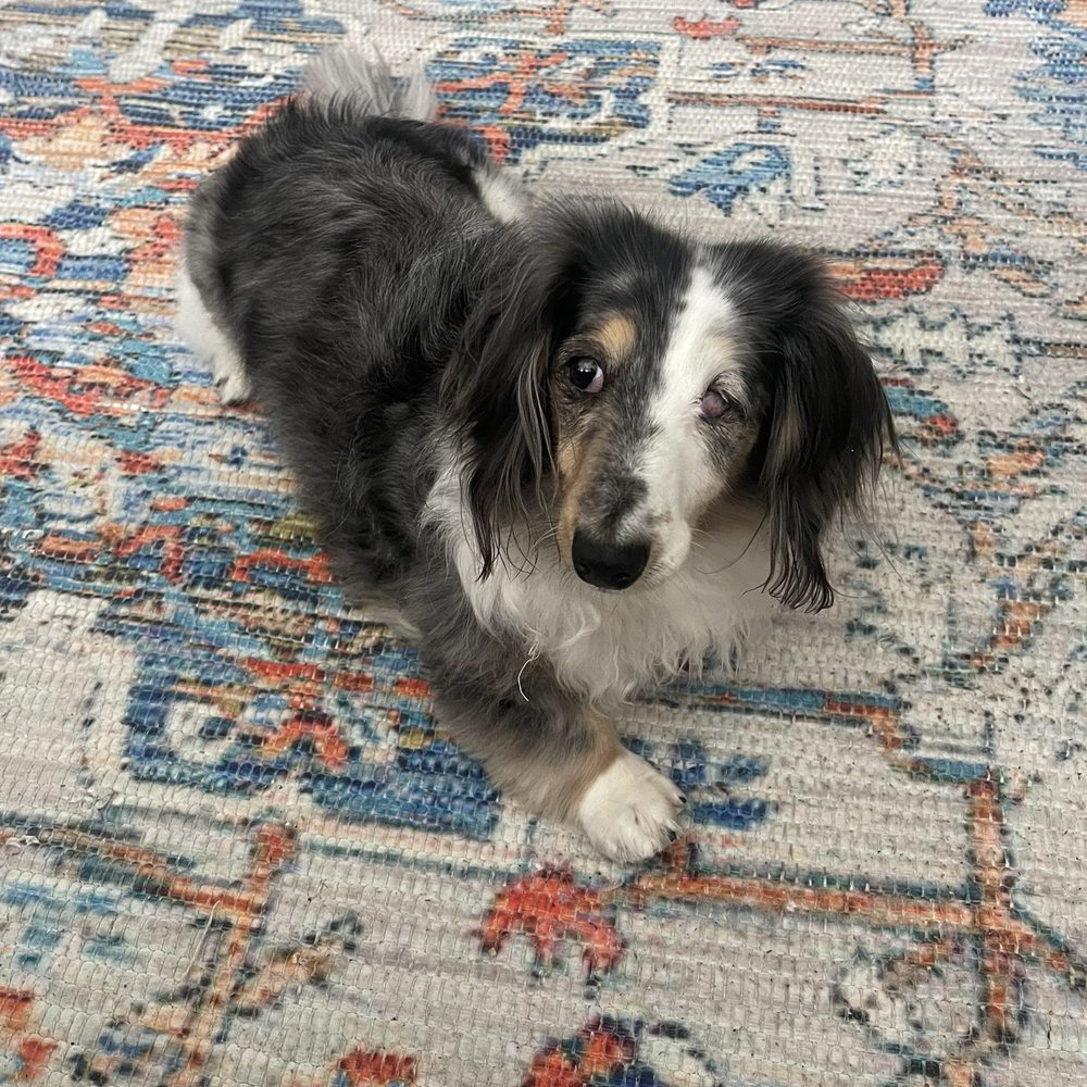 Forest Hill Animal Clinic - Elizabeth Taylor. Long haired mini double dapple dachshund. - Veterinarians Near Me - Toronto, Ontario Forest Hill Animal Clinic - Elizabeth Taylor. Long haired mini double dapple dachshund. - Veterinarians Near Me - Toronto, Ontario