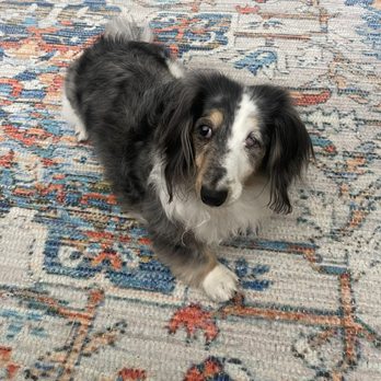 Forest Hill Animal Clinic - Elizabeth Taylor. Long haired mini double dapple dachshund. - Veterinarians Near Me - Toronto, Ontario Forest Hill Animal Clinic - Elizabeth Taylor. Long haired mini double dapple dachshund. - Veterinarians Near Me - Toronto, Ontario
