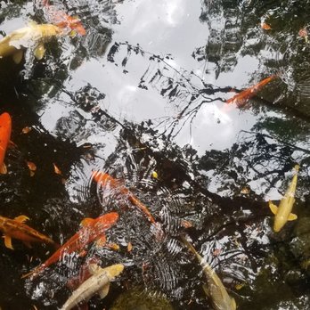 Orange Hill Restaurant & Events - Koi Pond - Steakhouses Near Me - Orange, California