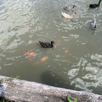 Outback Springs RV Resort - Koi & duck pond. - RV Parks Near Me - Bonifay, Florida Outback Springs RV Resort - Koi & duck pond. - RV Parks Near Me - Bonifay, Florida
