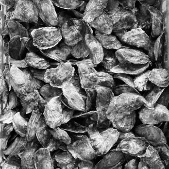 Glidden Point Oyster Farms - a bin full of oysters - Seafood Markets Near Me - Edgecomb, Maine Glidden Point Oyster Farms - a bin full of oysters - Seafood Markets Near Me - Edgecomb, Maine