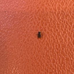 Bugs everywhere. Bugs everywhere.