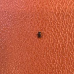 Totally Twisted - Bugs everywhere.