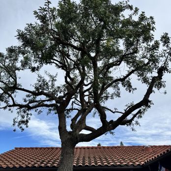 Cali Green Tree Experts - Pepper tree after being trimmed. - Tree Services Near Me