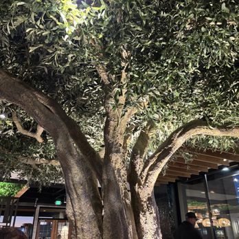 Meddys - Ambience! Our table was tucked under the tree - Mediterranean Near Me - Oklahoma City, Oklahoma Meddys - Ambience! Our table was tucked under the tree - Mediterranean Near Me - Oklahoma City, Oklahoma