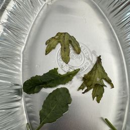 Wilted greens