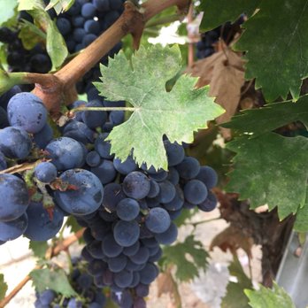 Wiens Cellars - Front landscape - Wine Tasting Room Near Me - Temecula, California