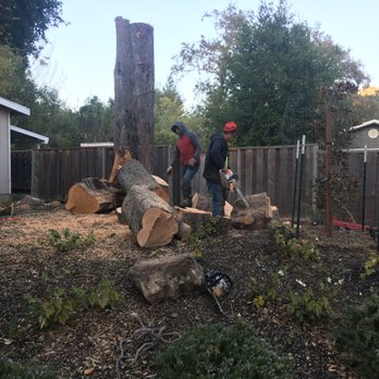 CBC Tree Services Inc - Tree Services Near Me CBC Tree Services Inc - Tree Services Near Me