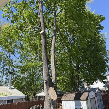 Red Maple Tree Services - Tree Services Near Me Red Maple Tree Services - Tree Services Near Me