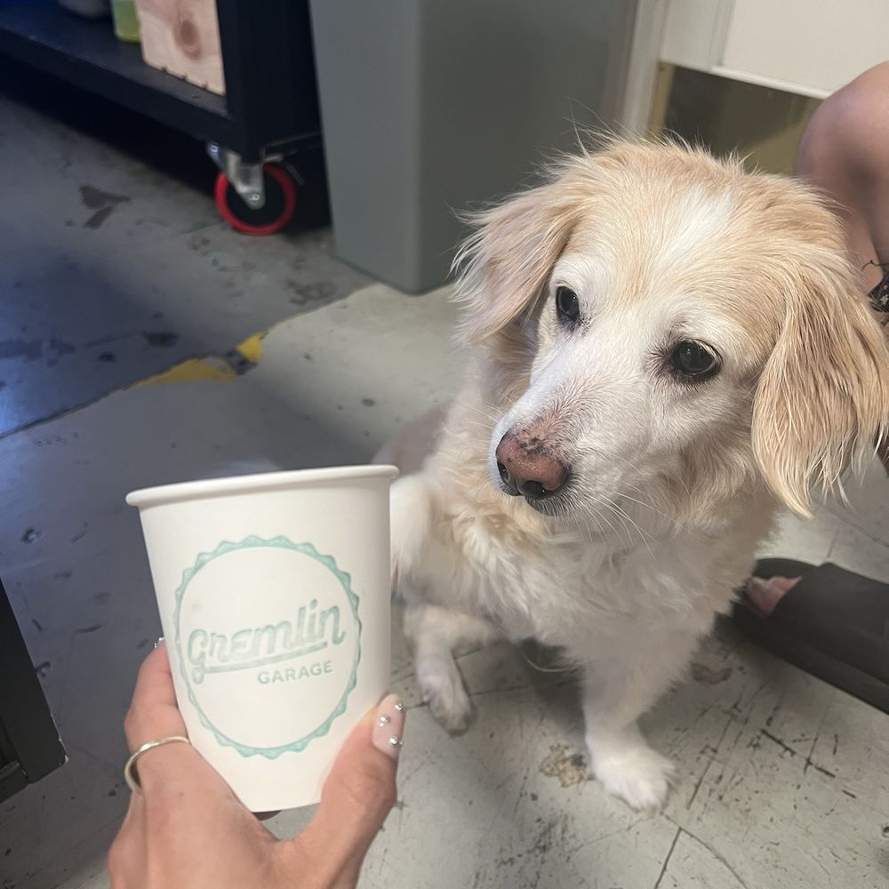 Gremlin Garage - Cute little pup cup with a treat for our pup! - Coffee & Tea Near Me - Costa Mesa, California Gremlin Garage - Cute little pup cup with a treat for our pup! - Coffee & Tea Near Me - Costa Mesa, California