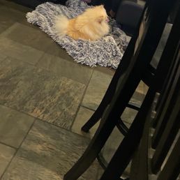 A fuzzy unleashed Pomeranian dog on the floor A fuzzy unleashed Pomeranian dog on the floor