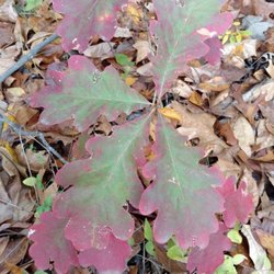 Green Earth Brush Hill Nature Preserve - Oak regeneration at Brush Hill.
