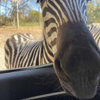 Briarwood Ranch Safari Park - Parks Near Me - Bybee, Tennessee Briarwood Ranch Safari Park - Parks Near Me - Bybee, Tennessee