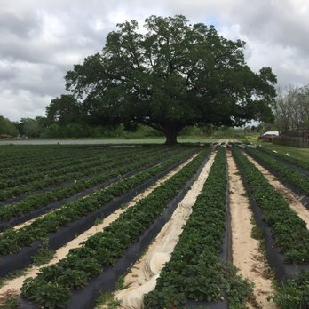 Froberg's Farm - Outside picking area - Pick Your Own Farms Near Me - Alvin, Texas Froberg's Farm - Outside picking area - Pick Your Own Farms Near Me - Alvin, Texas