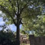 Photo of Green Image Tree Service