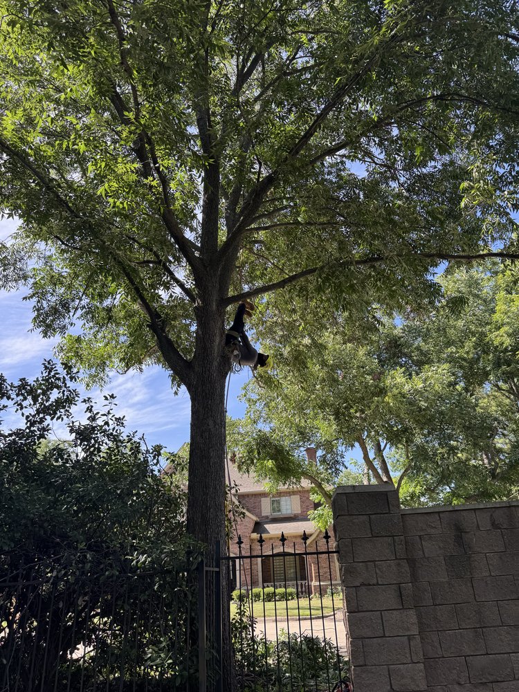 Green Image Tree Service - tree service in Arlington, TX