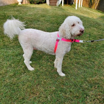 Who’s Walkin’ Who - Lovey in her harness from Who's Walkin' Who - Pet Stores Near Me Who’s Walkin’ Who - Lovey in her harness from Who's Walkin' Who - Pet Stores Near Me
