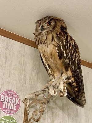 Owl Cafe Tokyo by null