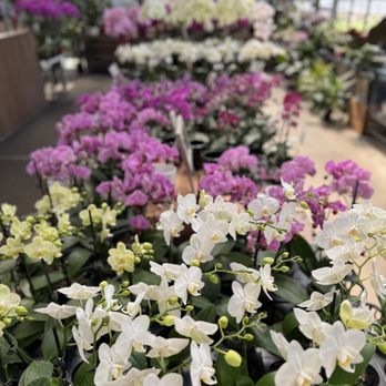 Repetto's Greenhouse Florists - Always a large selection of orchids available - Nurseries & Gardening Near Me - Half Moon Bay, California Repetto's Greenhouse Florists - Always a large selection of orchids available - Nurseries & Gardening Near Me - Half Moon Bay, California