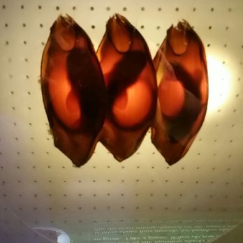 Shedd Aquarium - Shark eggs. So amazing - Aquariums Near Me - Chicago, Illinois Shedd Aquarium - Shark eggs. So amazing - Aquariums Near Me - Chicago, Illinois