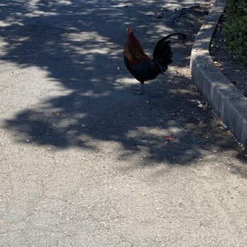 Sizzler - Rooster? - Seafood Near Me - Yuba City, California Sizzler - Rooster? - Seafood Near Me - Yuba City, California