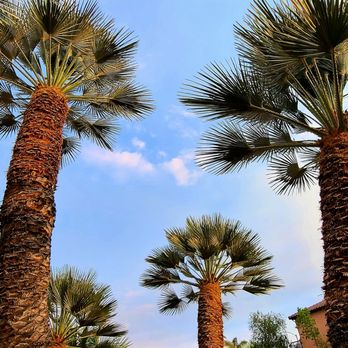 Marcelino's Tree Service - Tree Services Near Me - Hemet, California