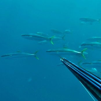Anderson's Scuba Diving - Spearfishing Gear & Trips - Scuba Diving Near Me - Pacifica, California Anderson's Scuba Diving - Spearfishing Gear & Trips - Scuba Diving Near Me - Pacifica, California