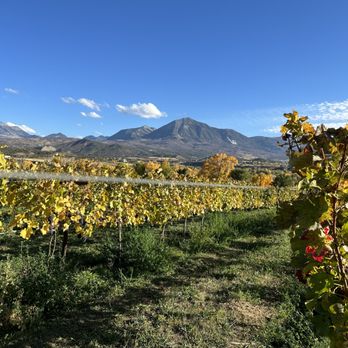 Root And Vine Market - Fall in the vineyard - Cafes Near Me - Paonia, Colorado