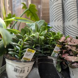Home Depot - Jade plants