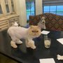 Photo of Urban Aristocats