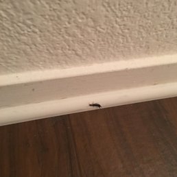 Earwig