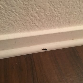 Adiamo Apartments - Earwig - Apartments Near Me - Henderson, Nevada