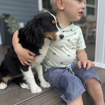 Darrels Training Center - Play time. - Pet Training Near Me - Lovington, Illinois Darrels Training Center - Play time. - Pet Training Near Me - Lovington, Illinois