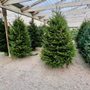Photo of Coweta Greenhouses